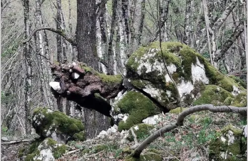 Komjathy1