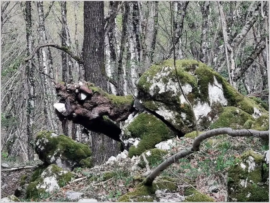 Komjathy1